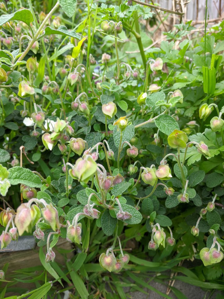 IMG_20200930_173028-Cistus salviifolius buds