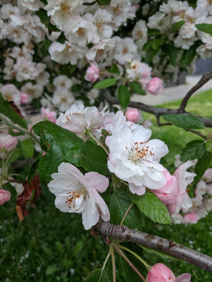 IMG_20201016_165842-Flowering crab apple