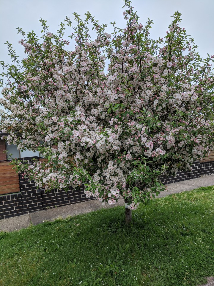 IMG_20201016_165852-flowering crab apple2
