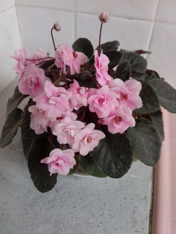 IMG_20130812_121526- African violet-light pink