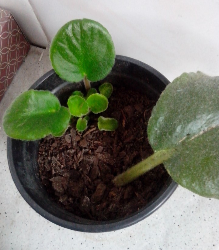 IMG_20140926_160928-Propagating african violet