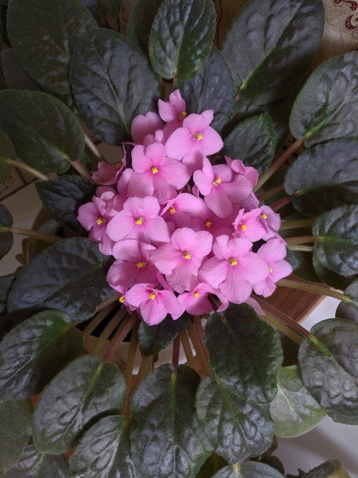 IMG_20191207_094420-Pink African violet