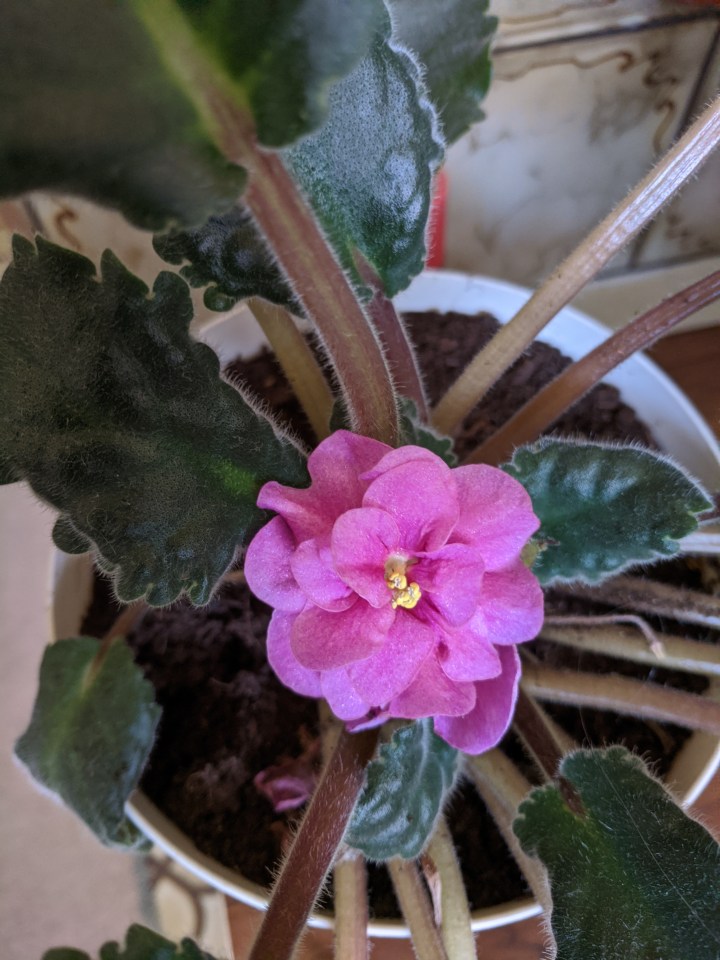 IMG_20201129_182706-Newly repotted African violet
