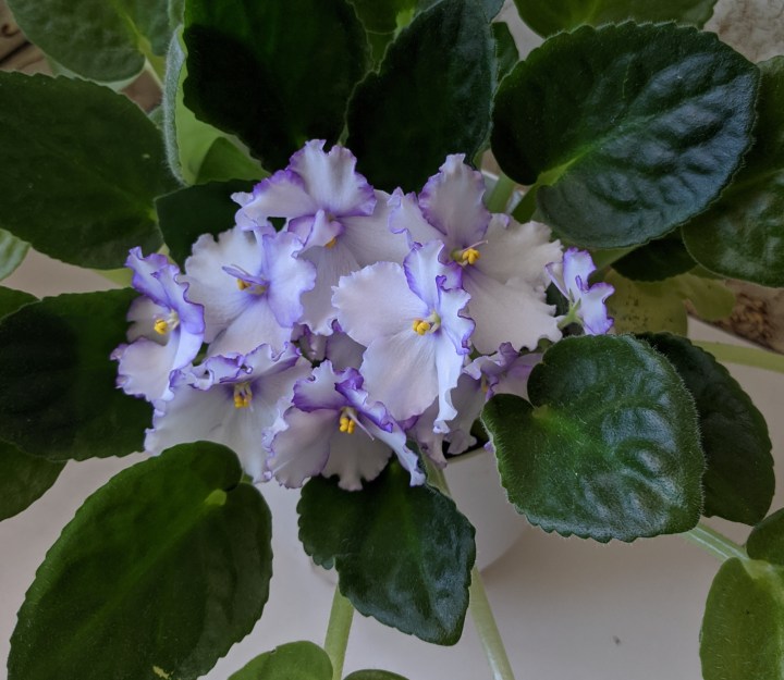 IMG_20201130_160855-African violet 'optimara chico'