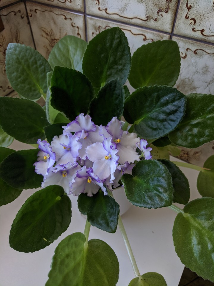 IMG_20201130_160855-African violet purple frill2