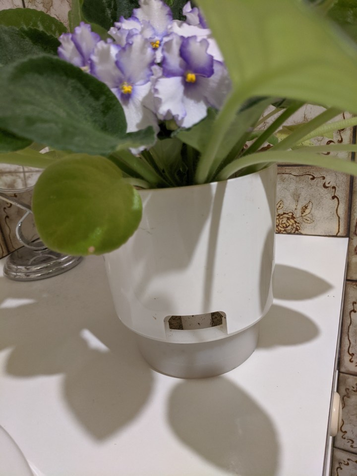 IMG_20201130_212530-Water wicking pot