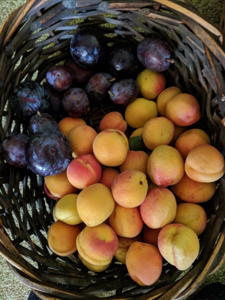 IMG_20180303_160830-Apricots and plums