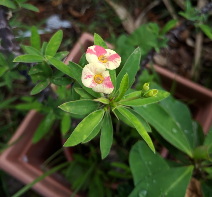 IMG_20180430_112332-Crown of thorns-pink and yellow2