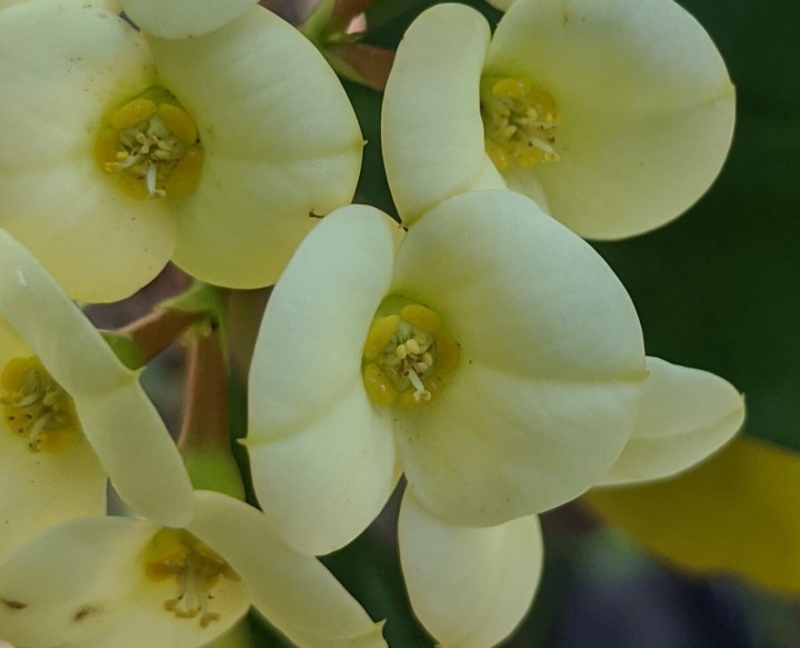 IMG_20200828_135834-crown of thorns flower detail
