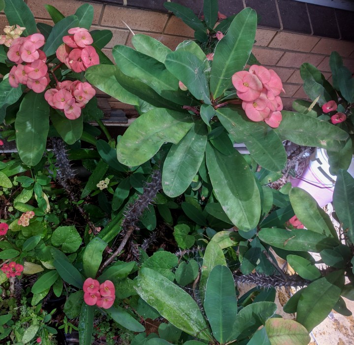 IMG_20201204_110240-Crown of thorns3