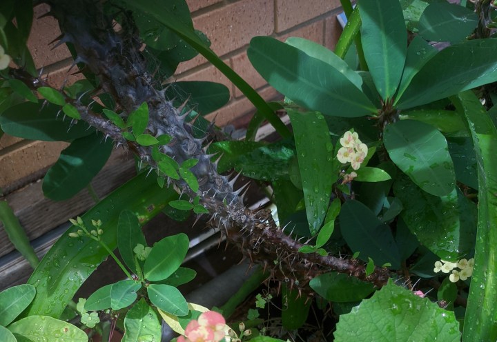 IMG_20201204_110255-Crown of thorns trunk