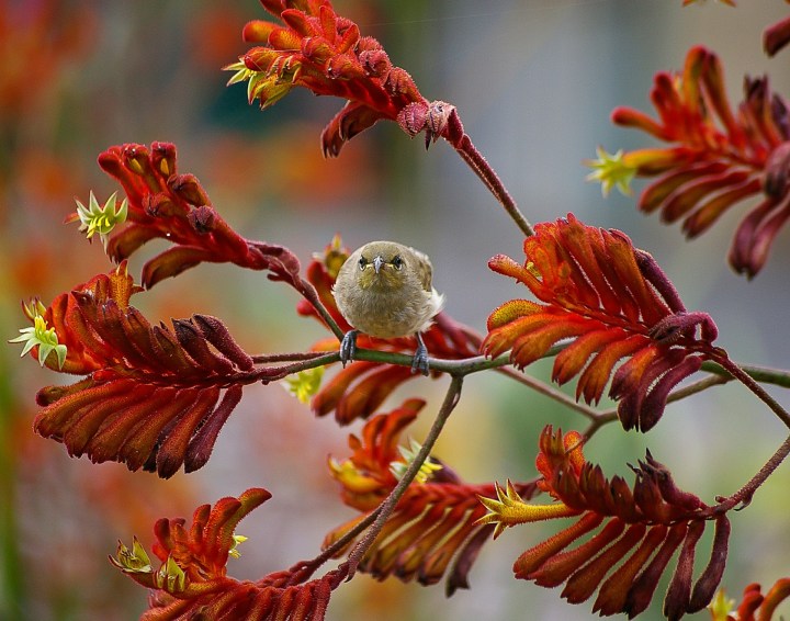 Kangaroo Paw-491073_1920