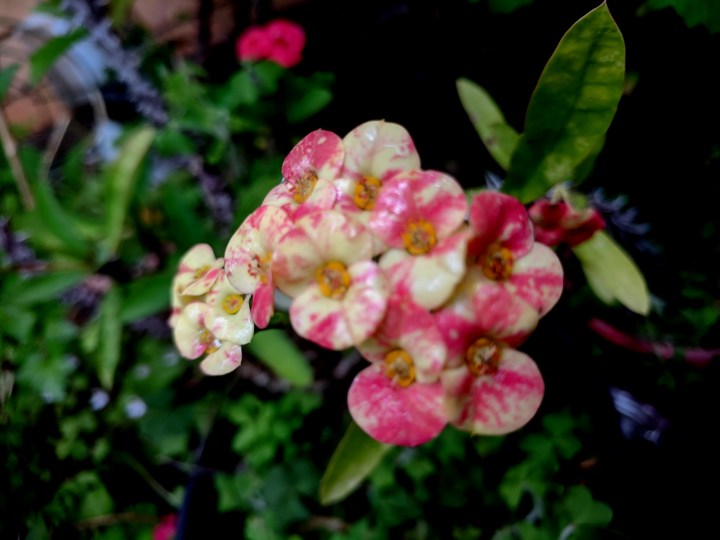IMG_20201019_131233-Crown of thorns-harlequin