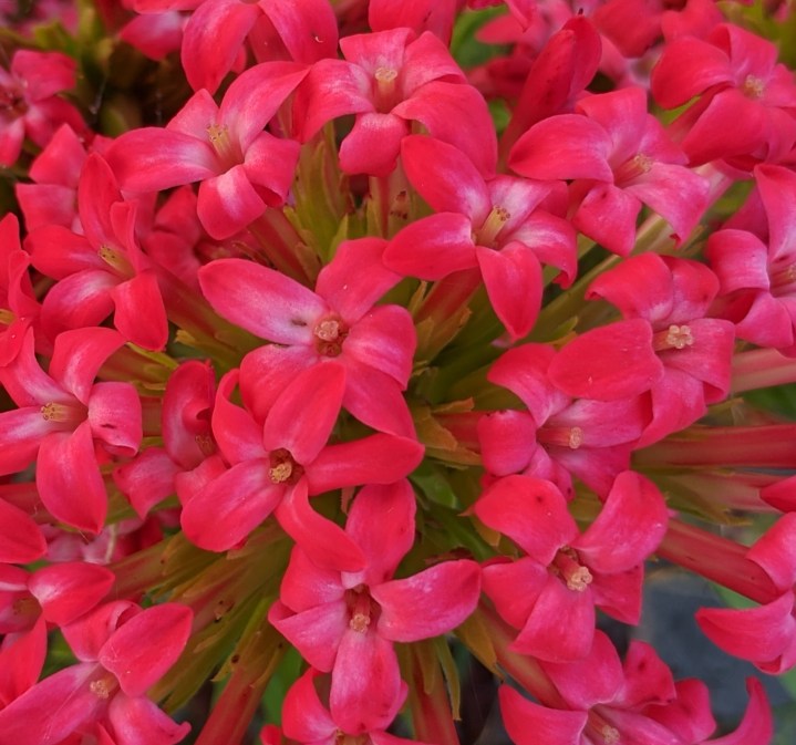 IMG_20201231_192113-Crassula coccinea close up2