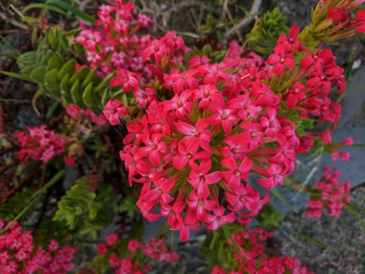 IMG_20201231_192113-Crassula Coccinea succulent