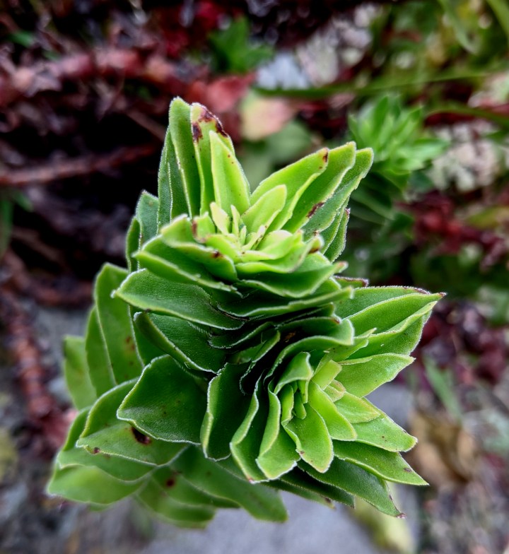 IMG_20210128_105021-Crassula Coccinea