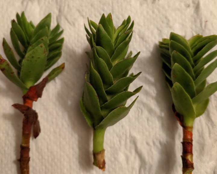 IMG_20210128_223527-Crassula coccinea2