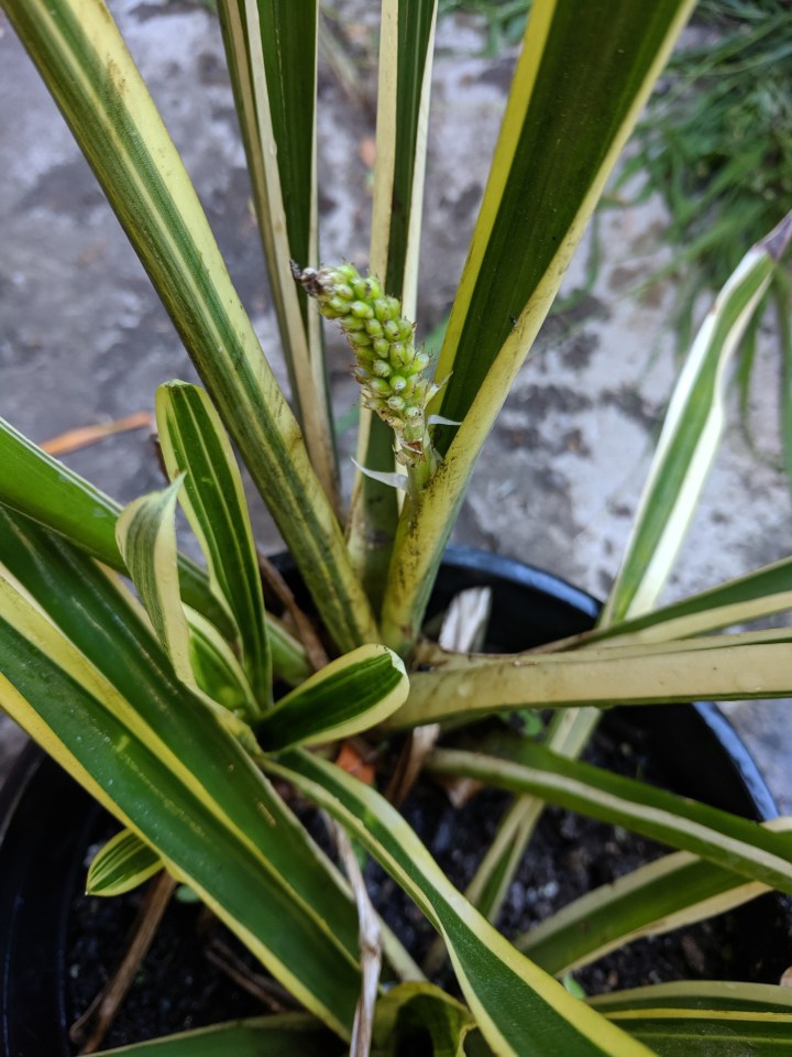IMG_20190728_113927-matchstick bromiliad flower emerging