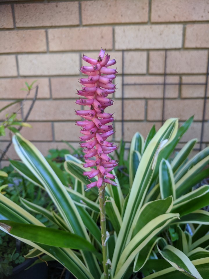 IMG_20200813_113703-matchstick bromiliad after flowering