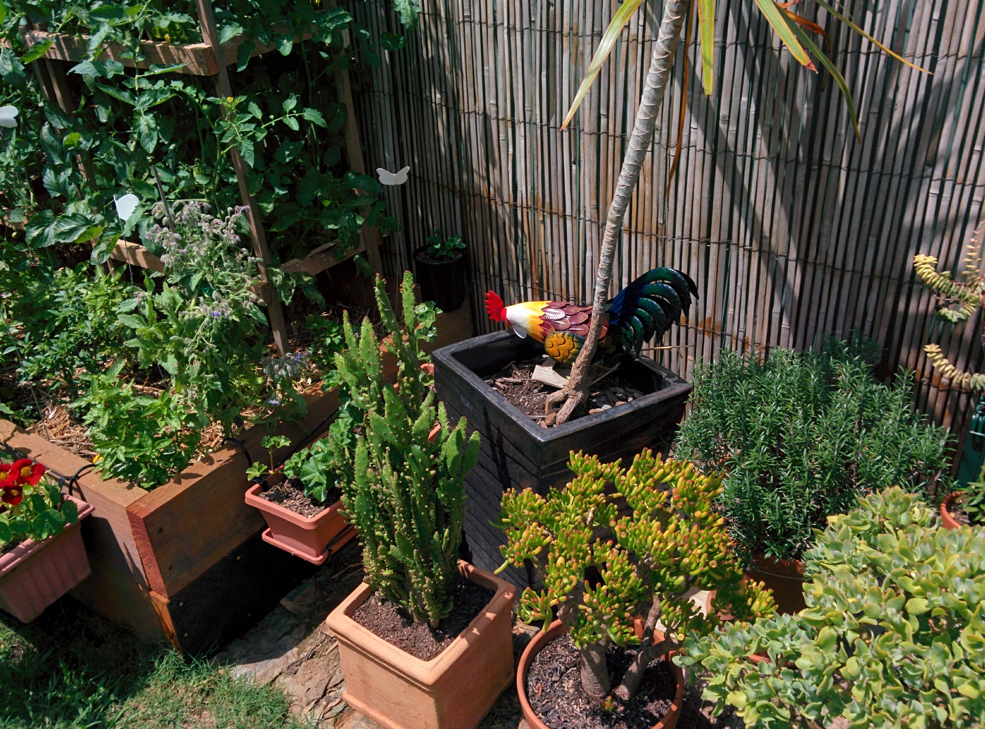 IMG_20161111_112956-Jackies succulents